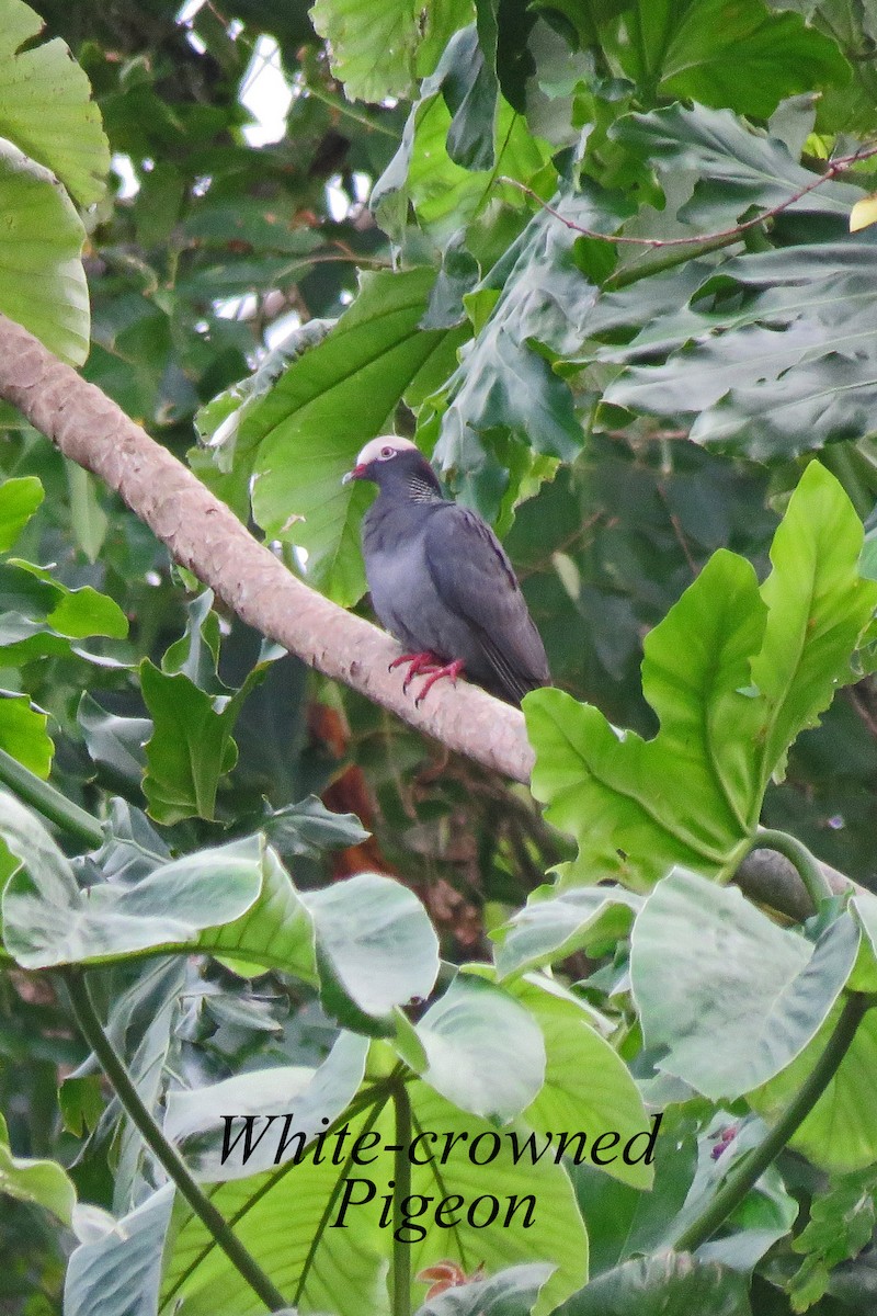 White-crowned Pigeon - ML616362966