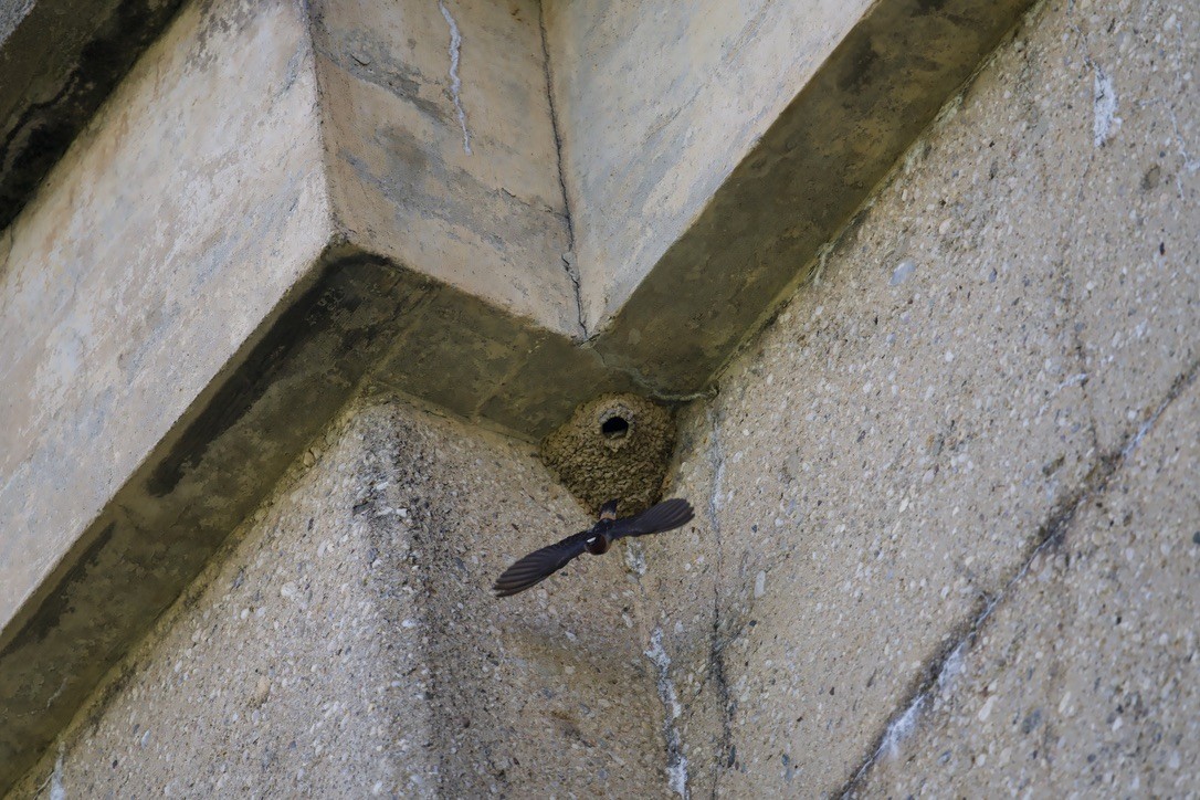 Cliff Swallow - ML616362973