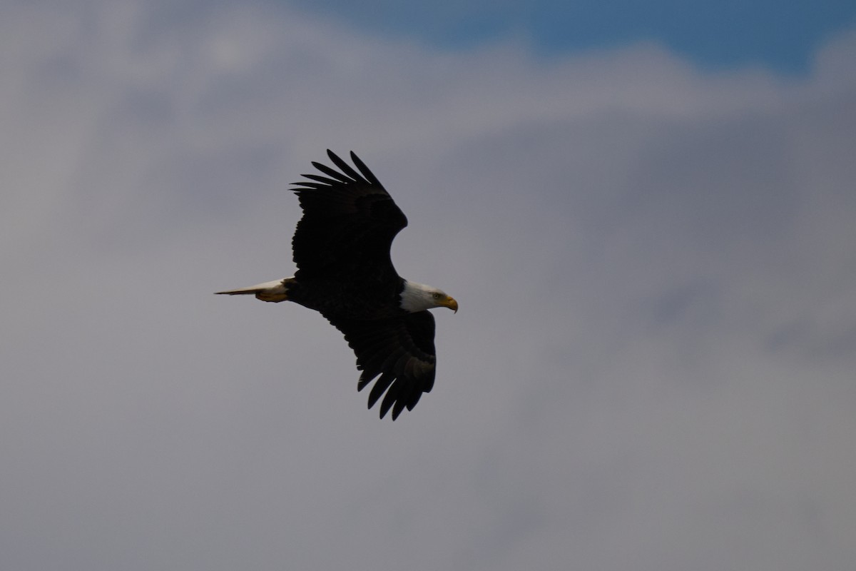 Weißkopf-Seeadler - ML616363000