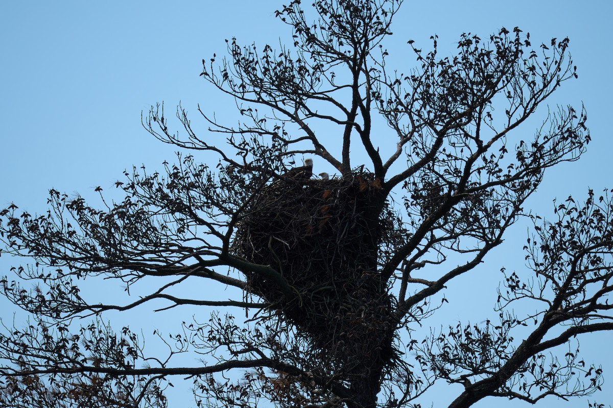 Weißkopf-Seeadler - ML616363004