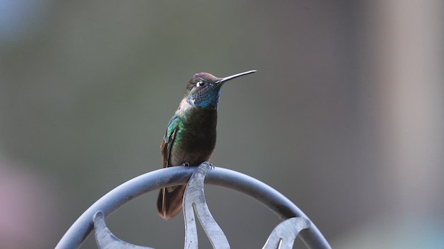 Rivoli's Hummingbird - ML616363020