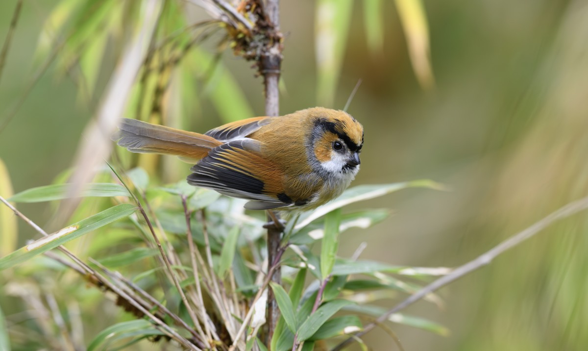 Black-throated Parrotbill - ML616363022