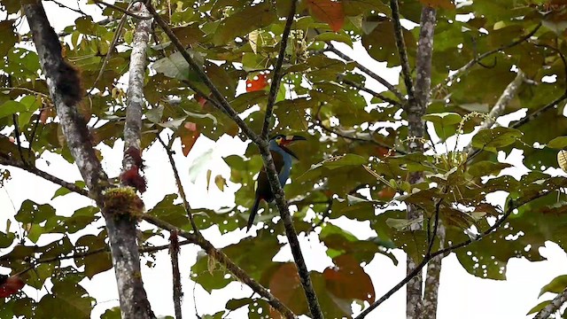 Plate-billed Mountain-Toucan - ML616363024