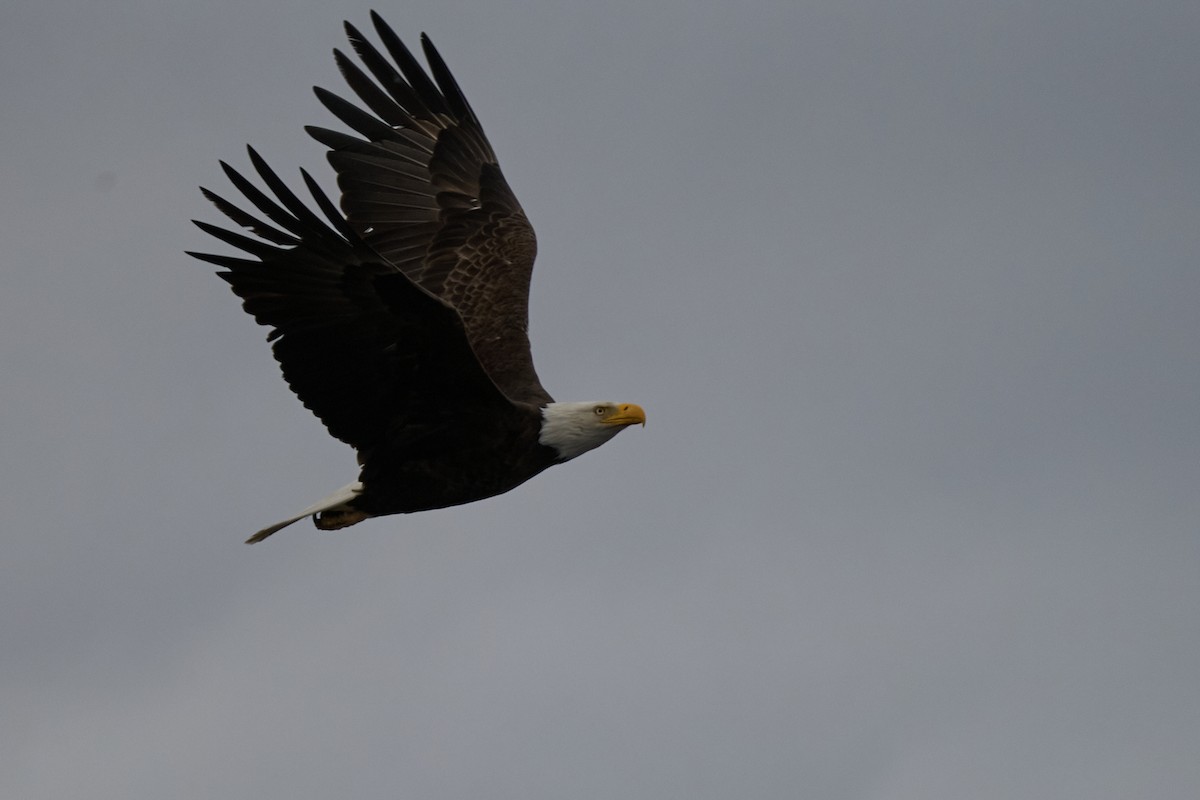 Weißkopf-Seeadler - ML616363049