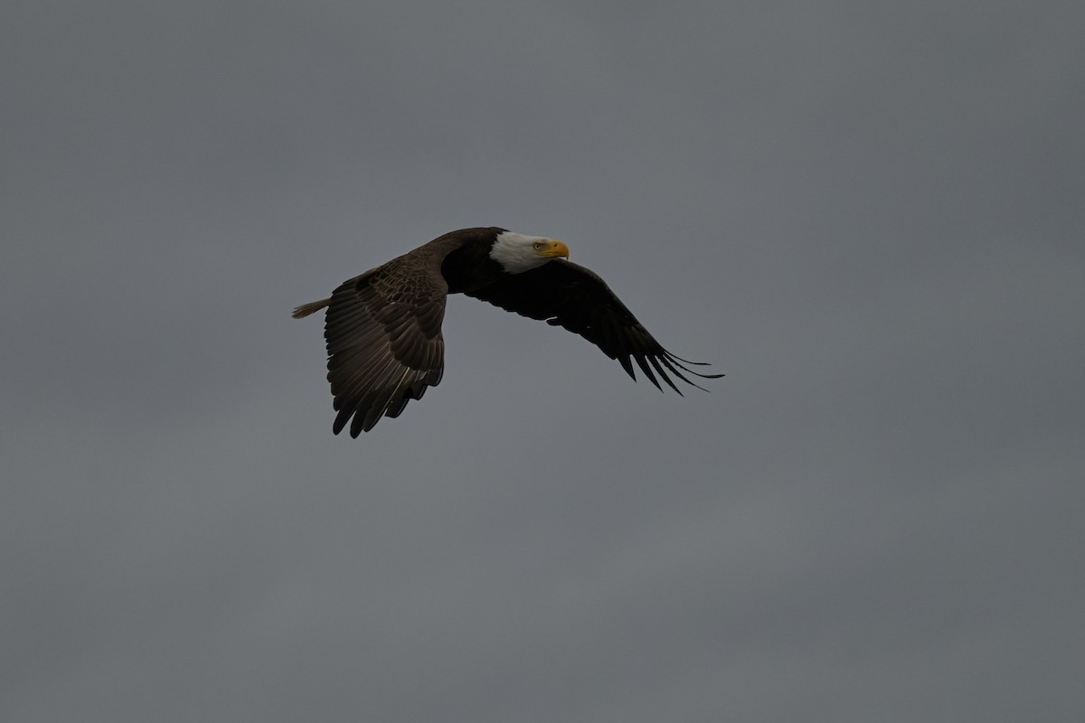 Weißkopf-Seeadler - ML616363050