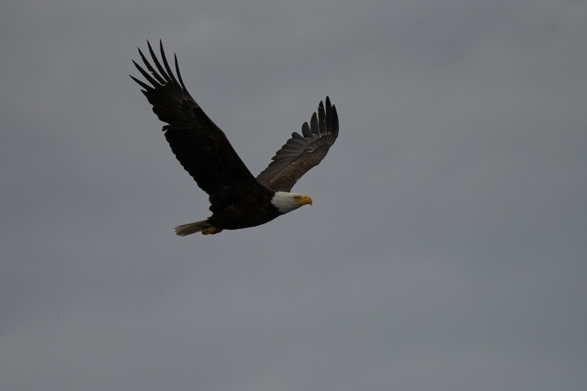 Weißkopf-Seeadler - ML616363051