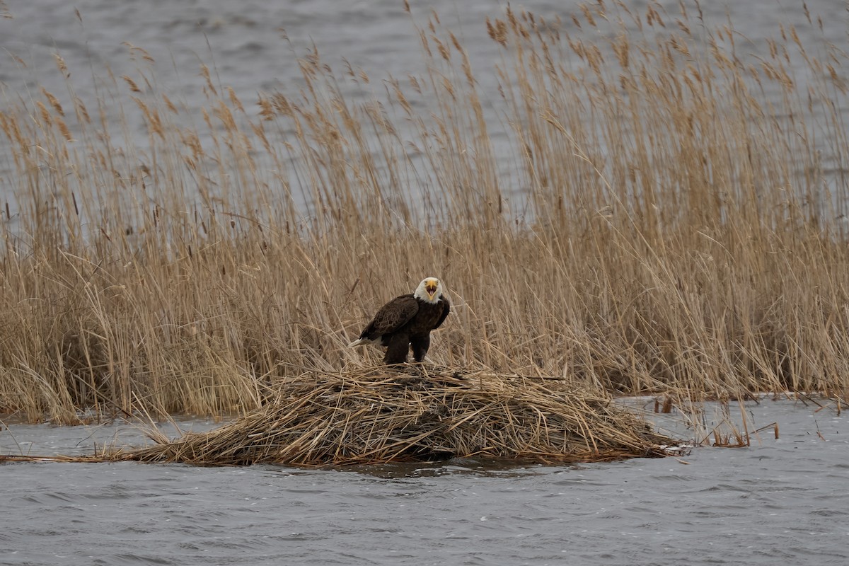 Weißkopf-Seeadler - ML616363054