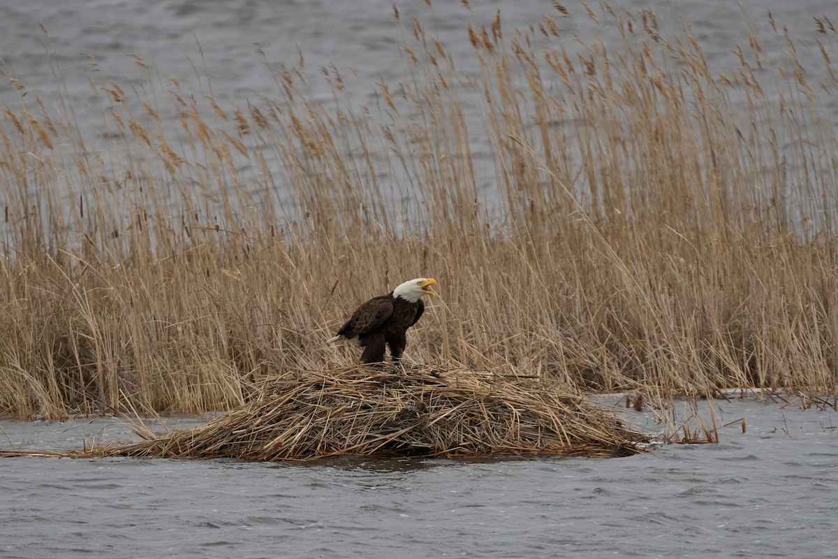 Weißkopf-Seeadler - ML616363055