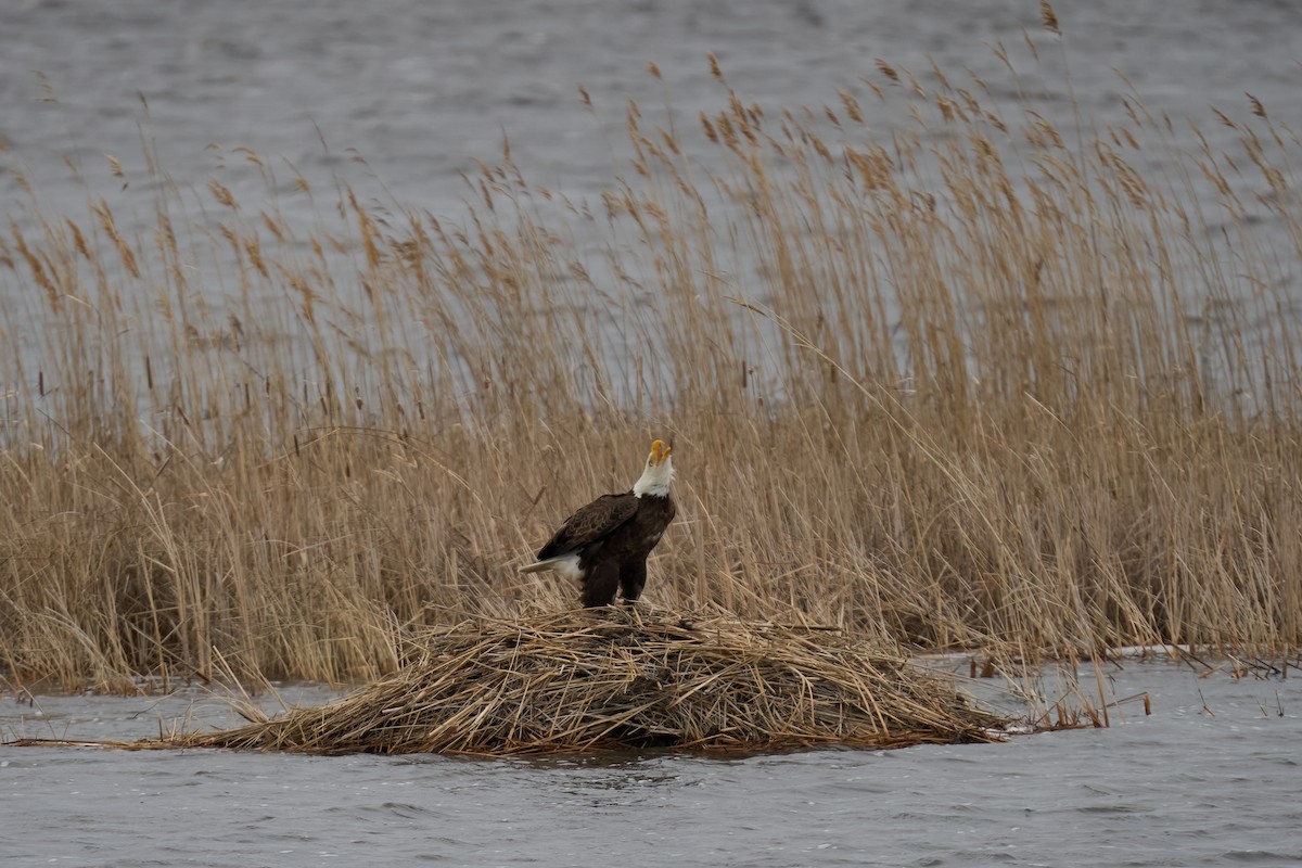 Bald Eagle - ML616363056