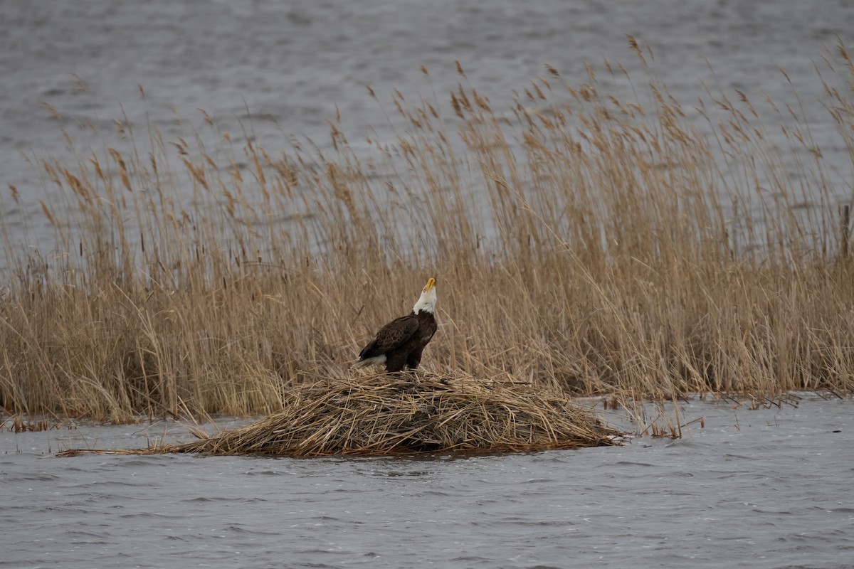 Bald Eagle - ML616363058