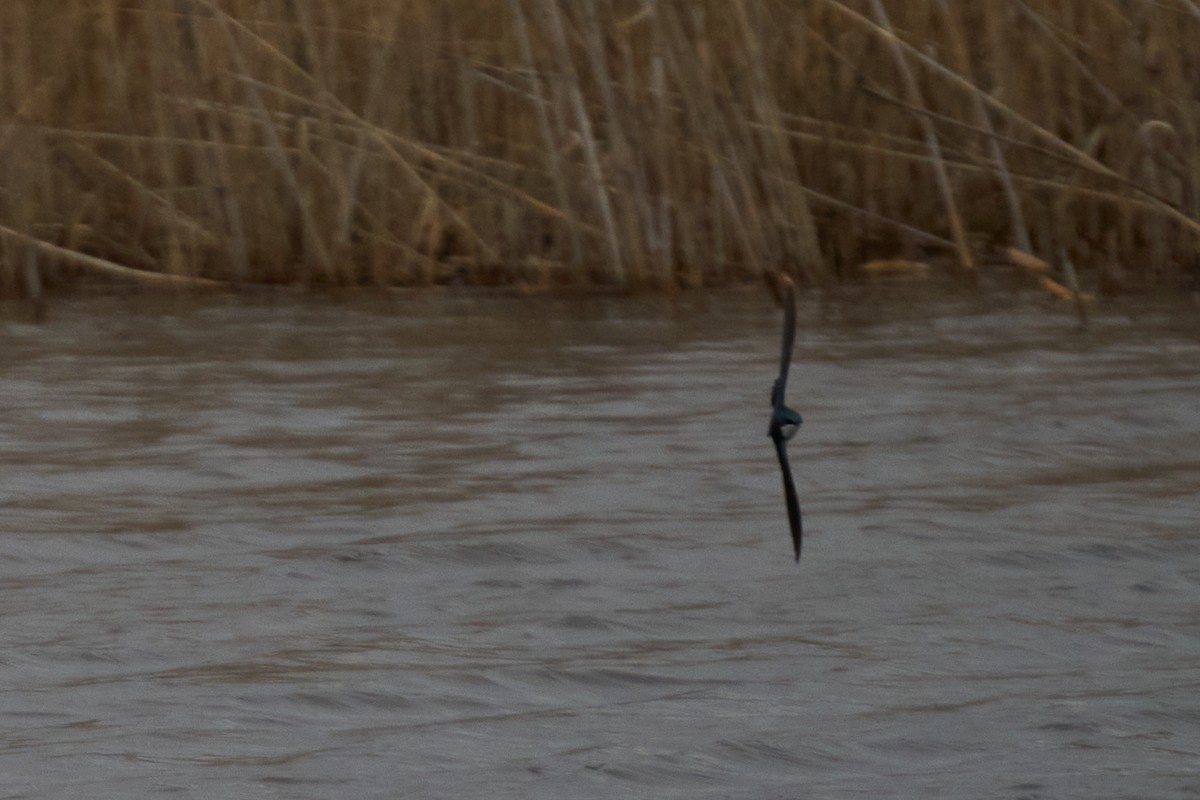 Tree Swallow - ML616363070