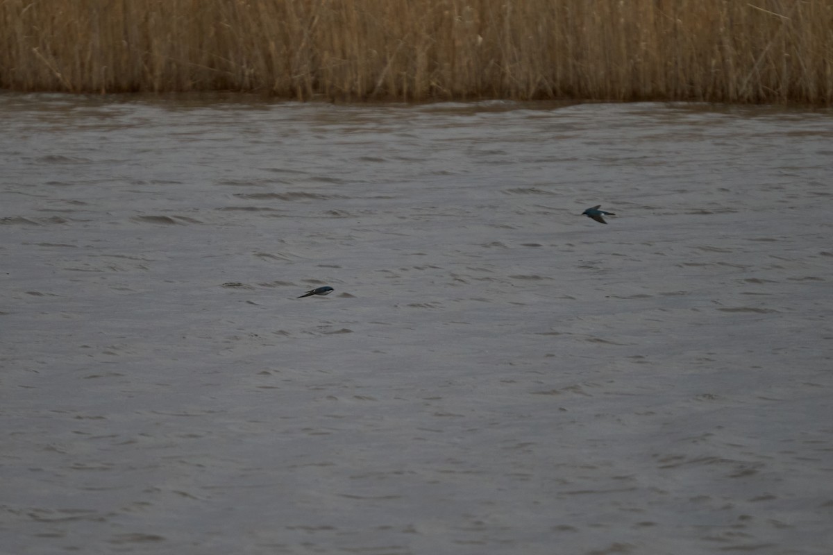 Tree Swallow - ML616363074