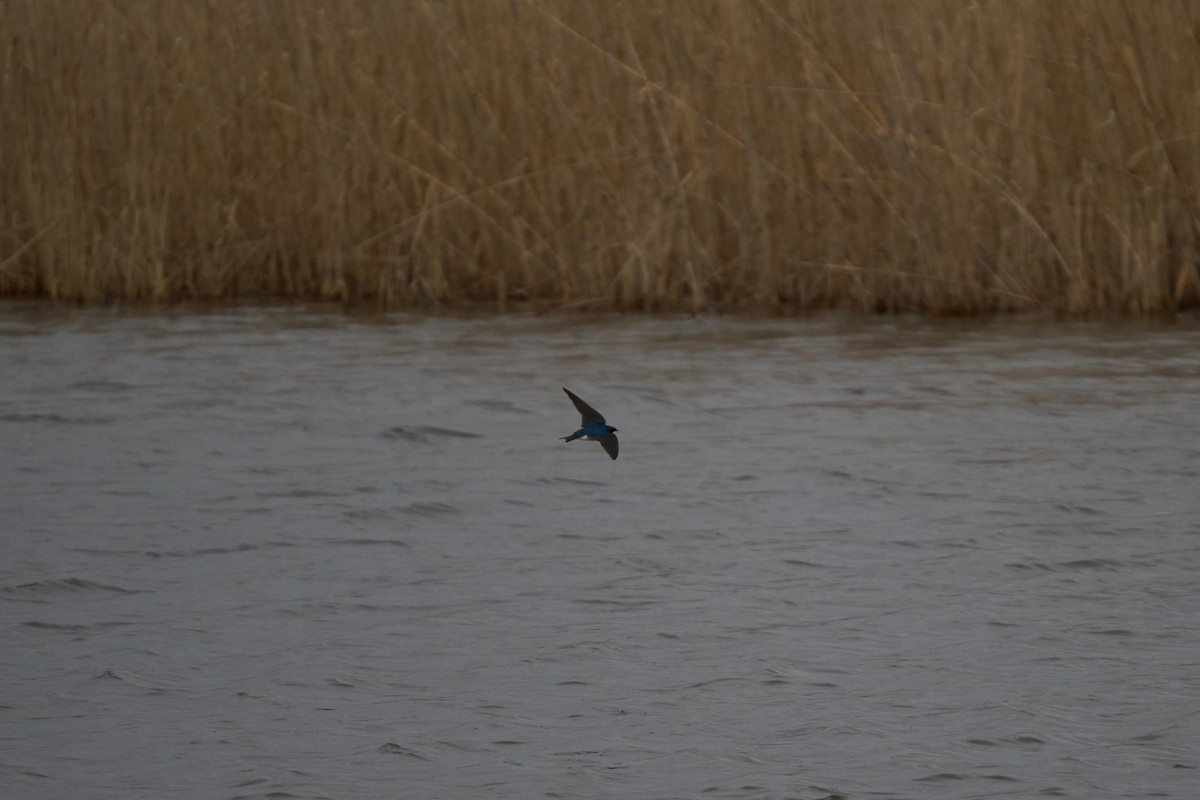 Tree Swallow - ML616363076