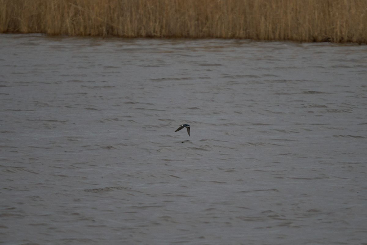 Tree Swallow - ML616363077