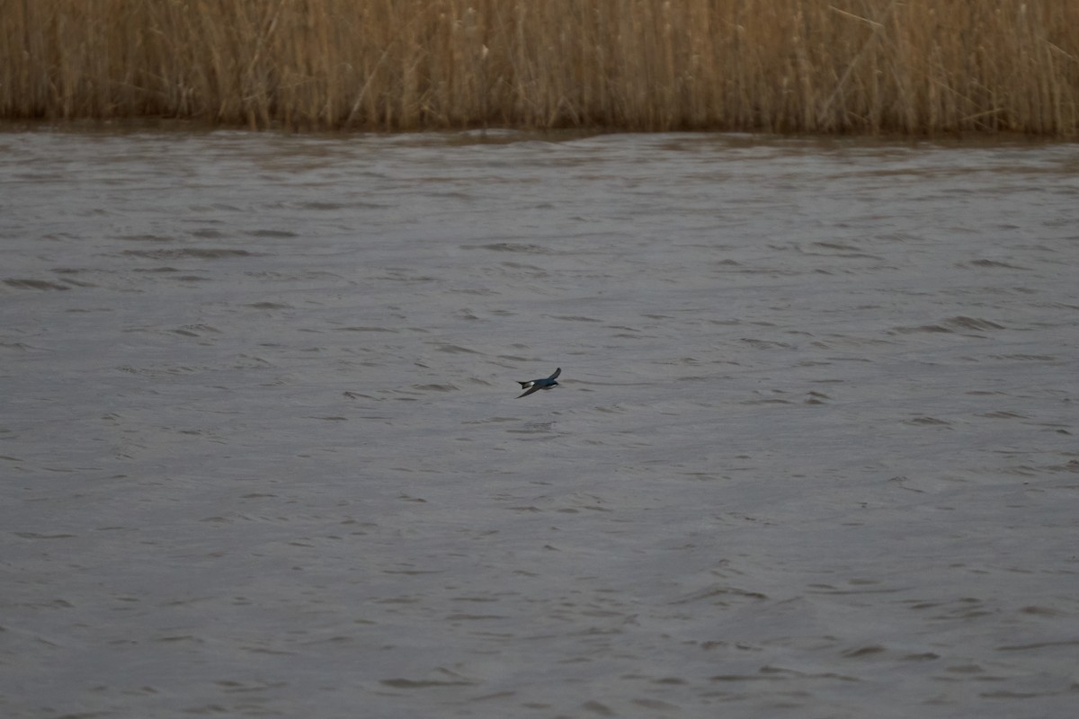 Tree Swallow - ML616363078