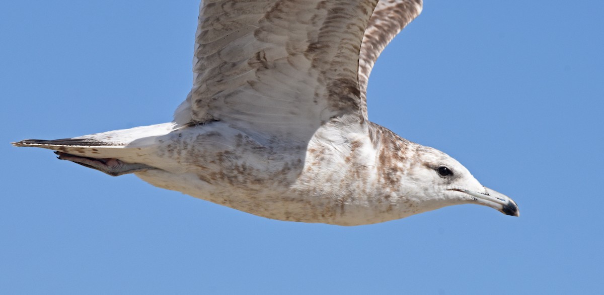 Gaviota Californiana - ML616363138