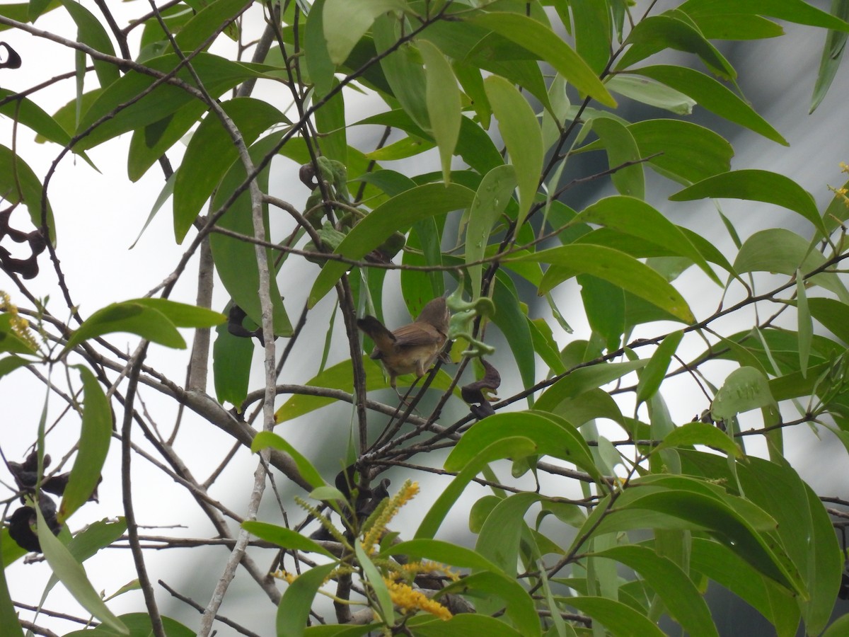 Acrocephalus sp. - shyamkumar puravankara