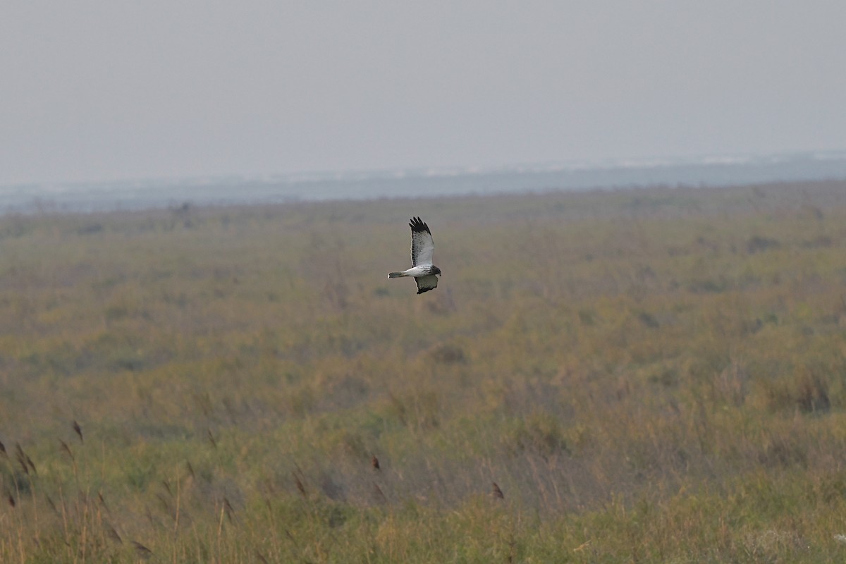 Eastern Marsh Harrier - Sam Huang