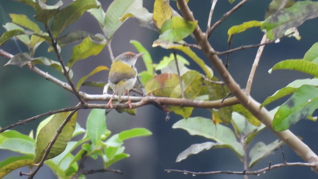 Common Tailorbird - ML616363277