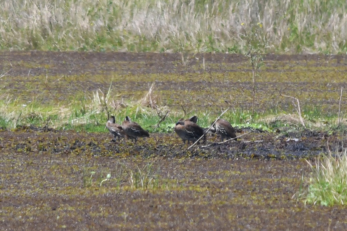 West Indian Whistling-Duck - ML616363282