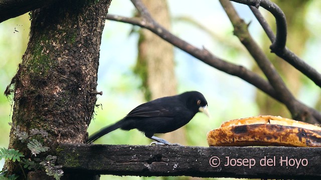 Yellow-billed Cacique - ML616363291