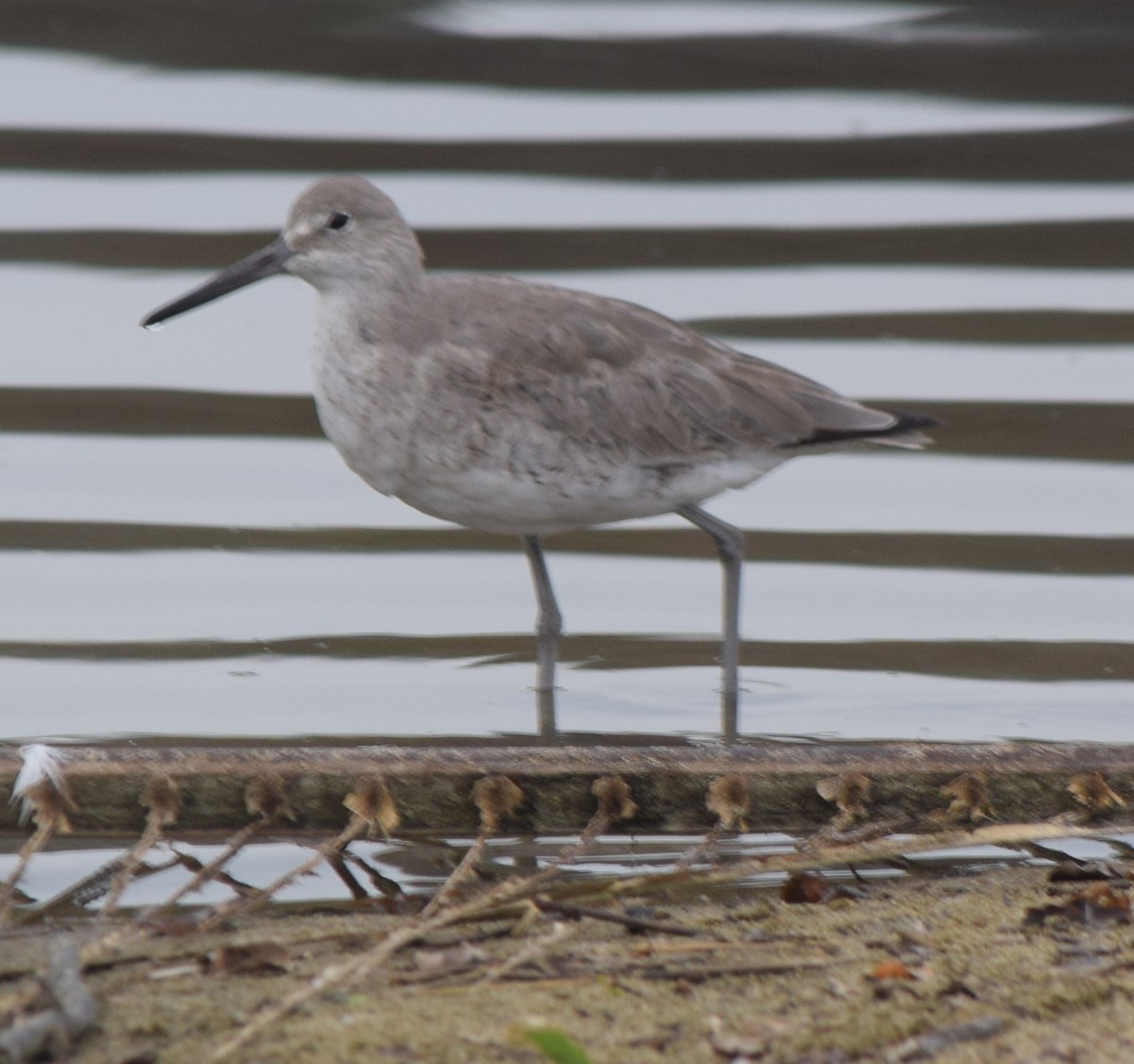 Willet - ML616363318