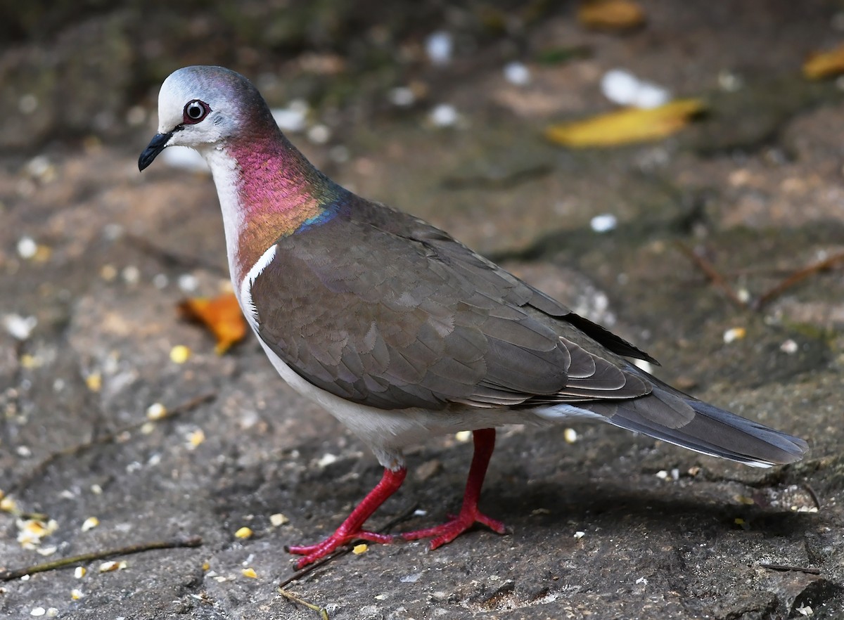 Caribbean Dove - Joshua Vandermeulen