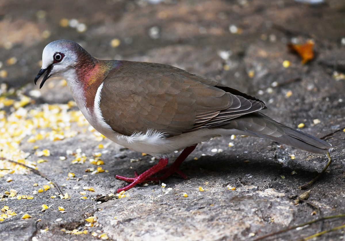 Caribbean Dove - ML616363334