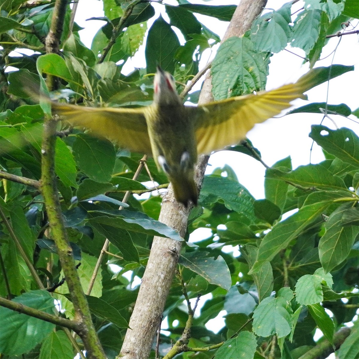 Gray-crowned Woodpecker - ML616363335