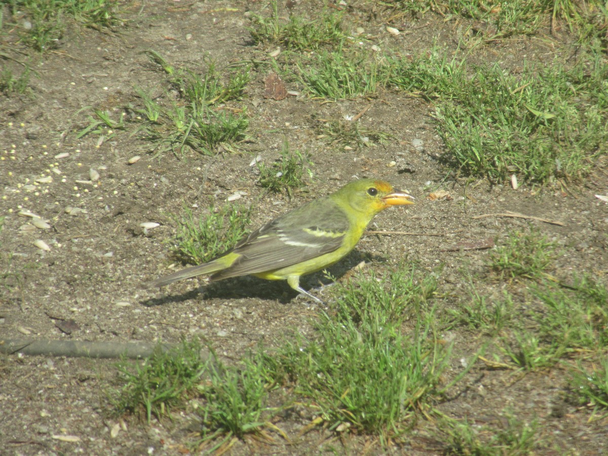 Western Tanager - Mark Kiser