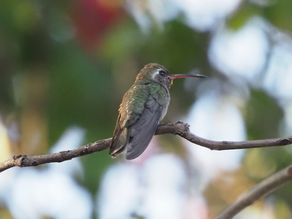 Colibri sombre - ML616363391