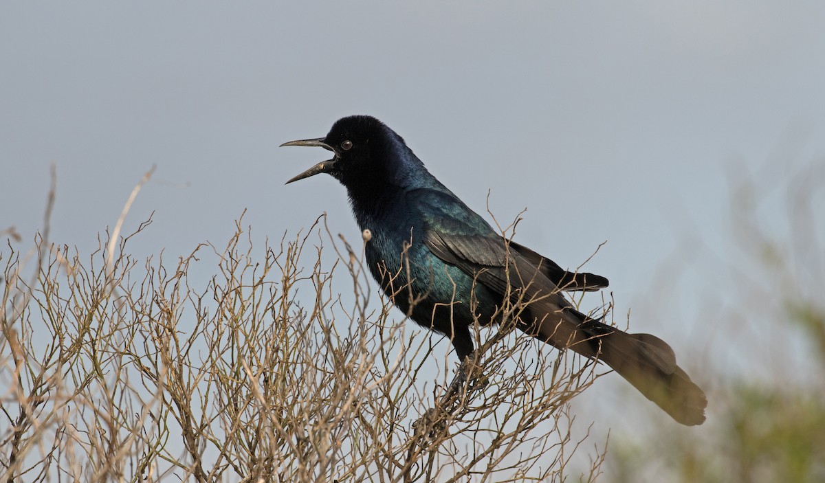 Boat-tailed Grackle - Matthew Skalla