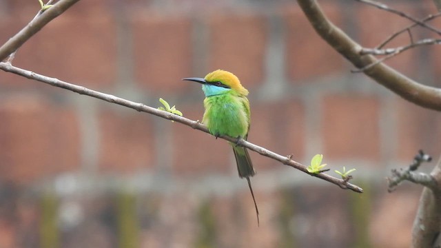 Asian Green Bee-eater - ML616363398