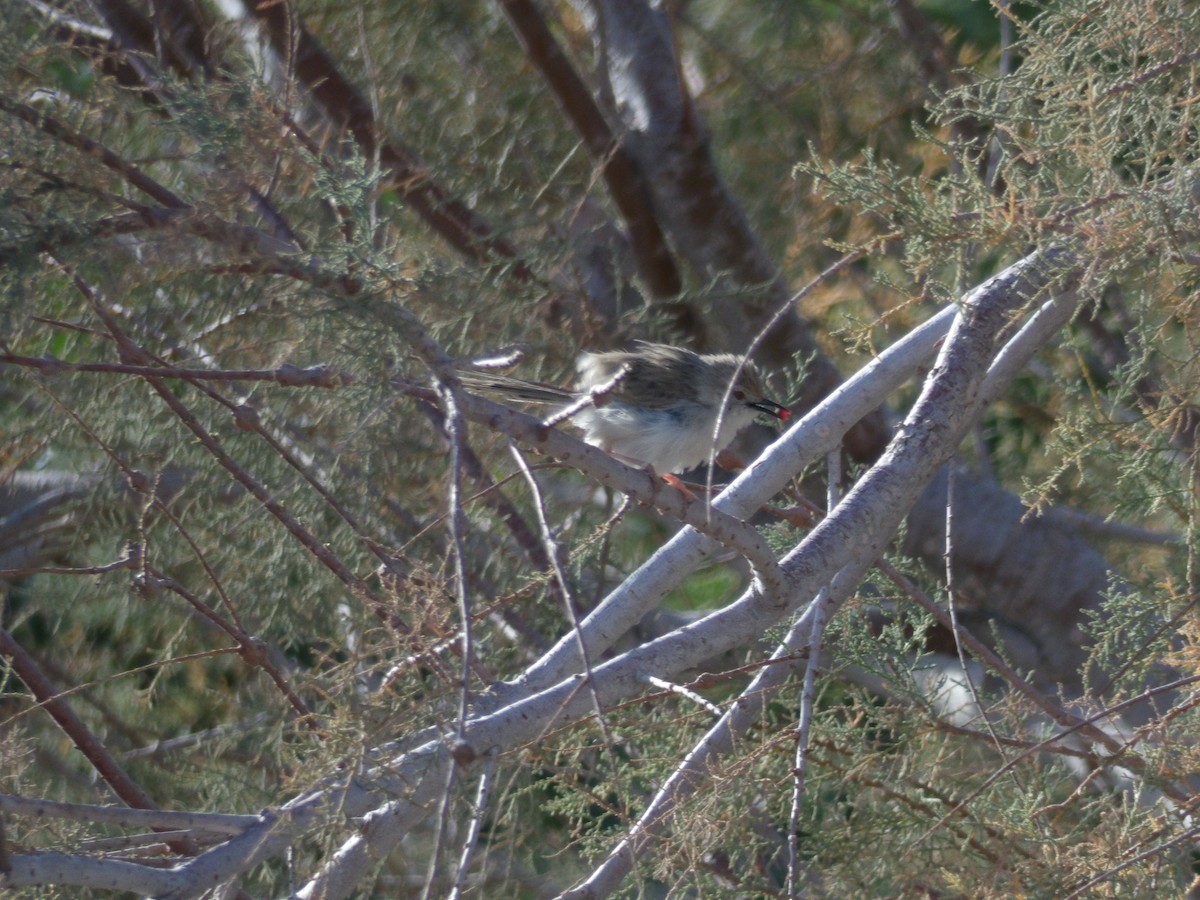 Graceful Prinia - ML616363403