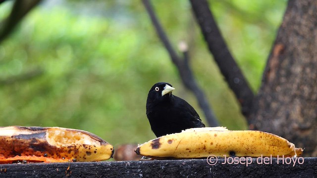 Yellow-billed Cacique - ML616363404