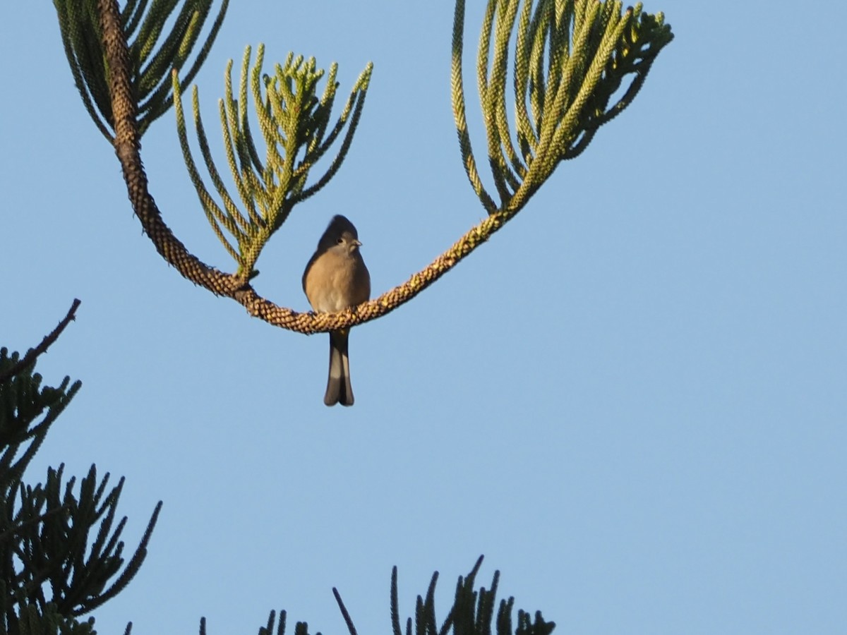 Gray Silky-flycatcher - ML616363409