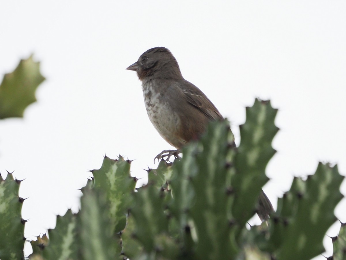 White-throated Towhee - ML616363416