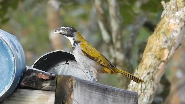 Saltator à tête noire - ML616363437