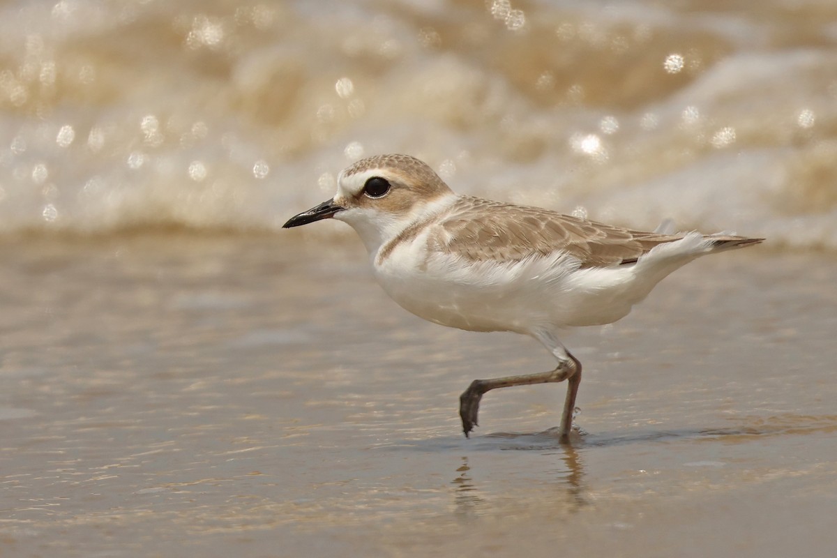 Kentish Plover - ML616363478