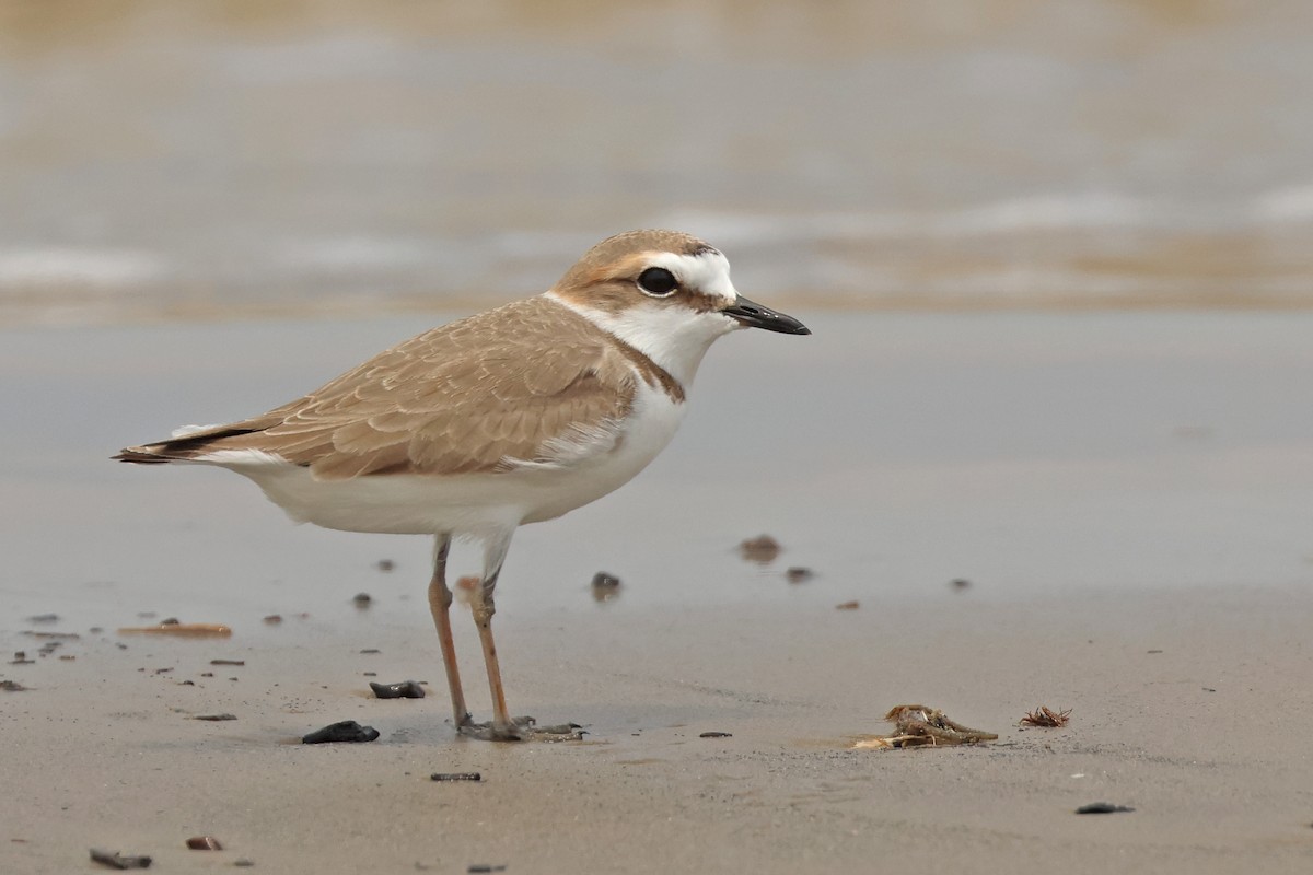 Kentish Plover - ML616363480