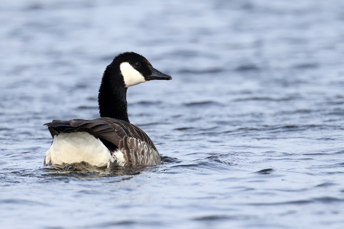 Canada Goose - Radoslaw Gwozdz