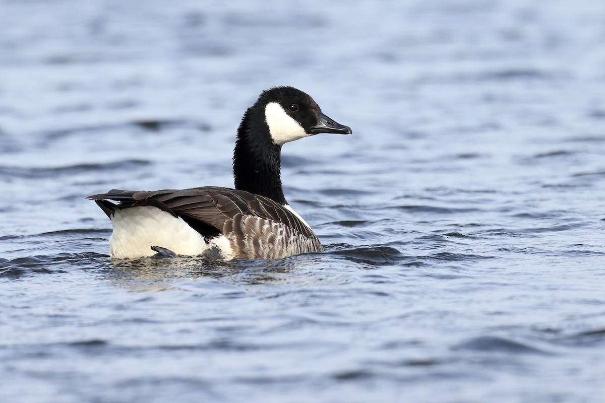 Canada Goose - Radoslaw Gwozdz