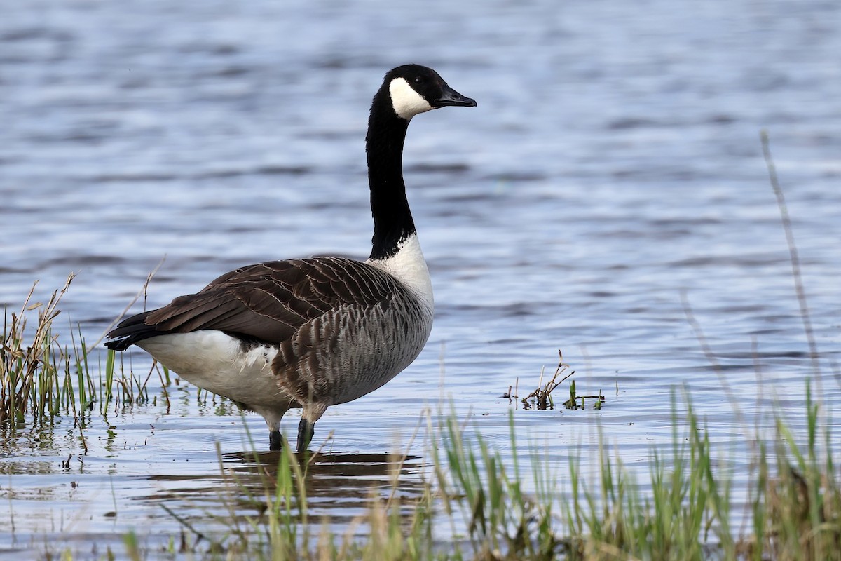 Canada Goose - Radoslaw Gwozdz