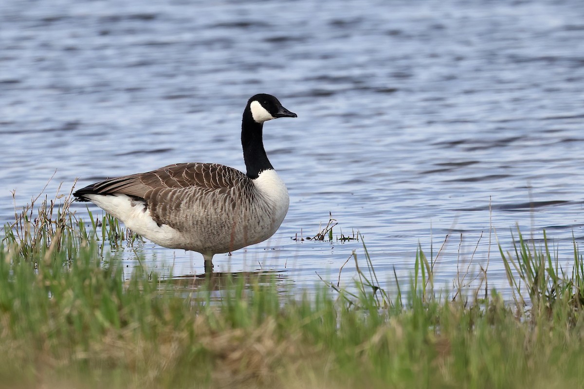 Canada Goose - Radoslaw Gwozdz