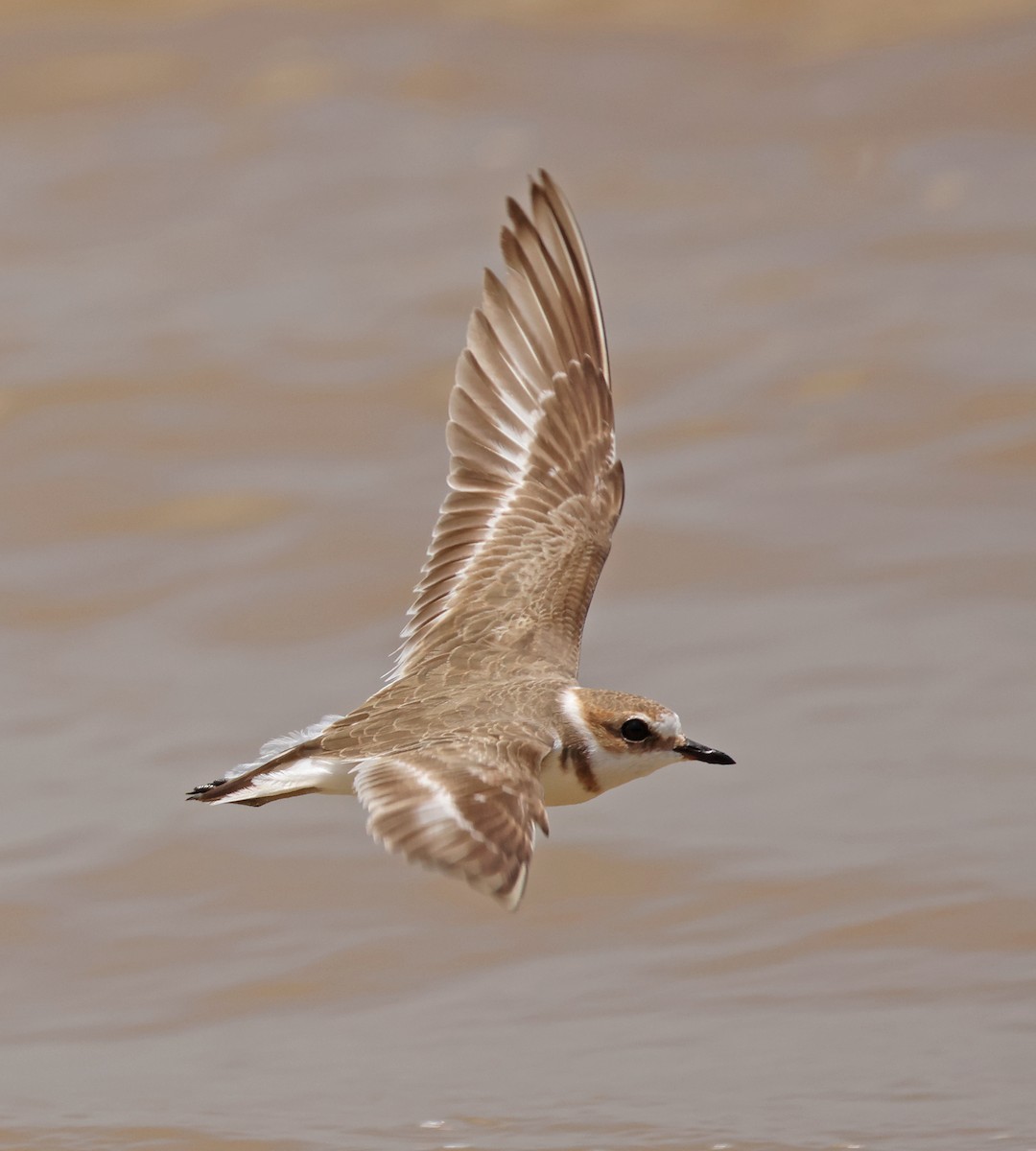 Kentish Plover - ML616363490