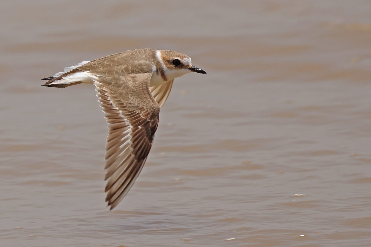 Kentish Plover - ML616363491