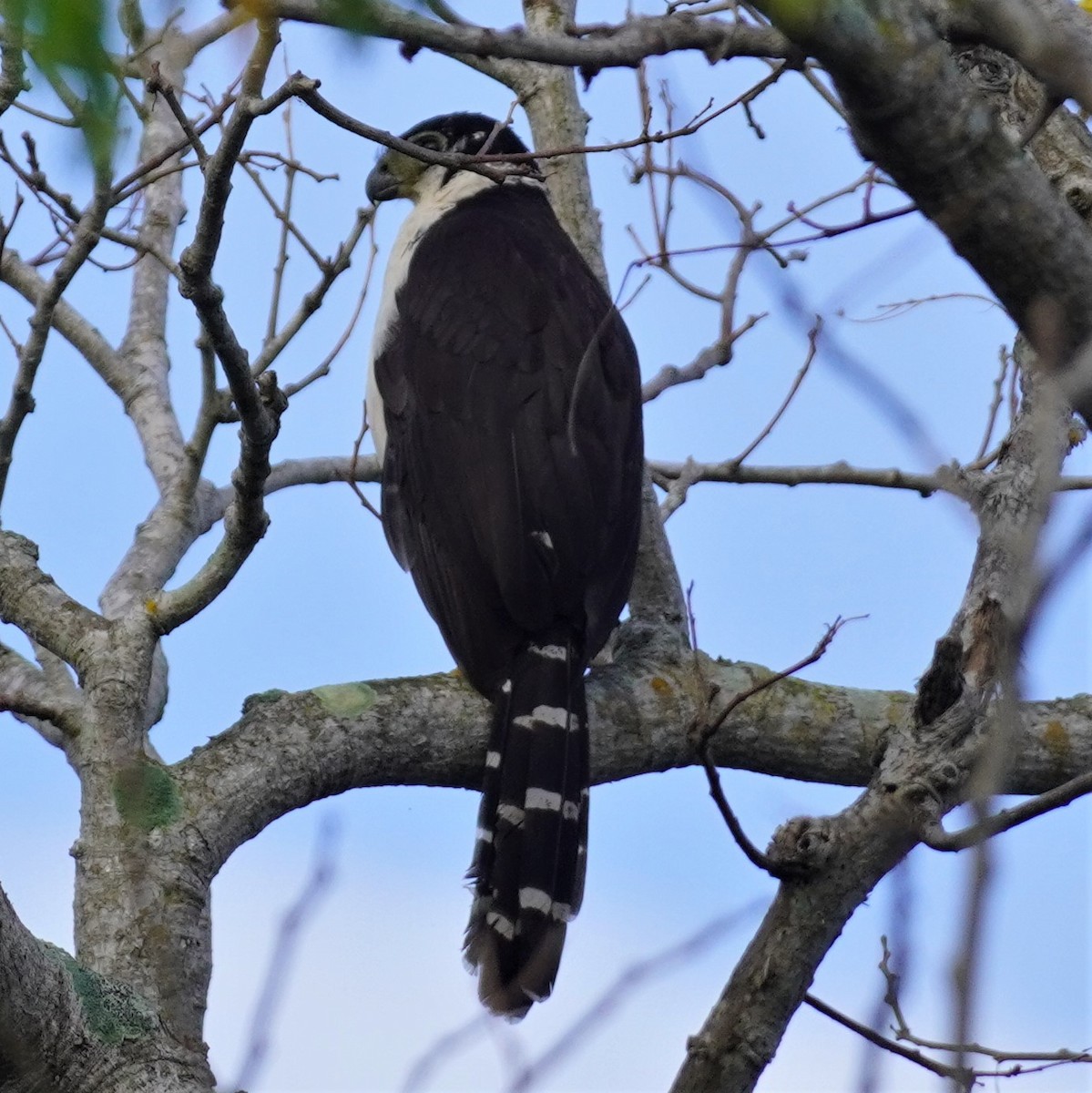 Collared Forest-Falcon - ML616363514