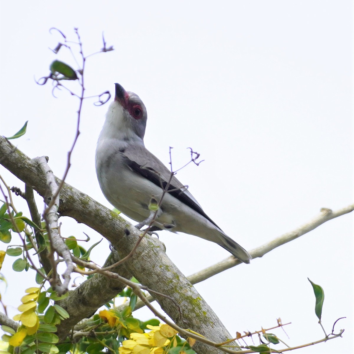 Masked Tityra - ML616363527