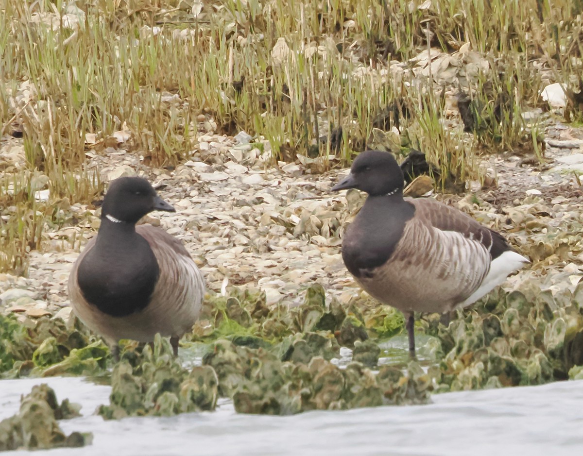 Brant - ML616363535