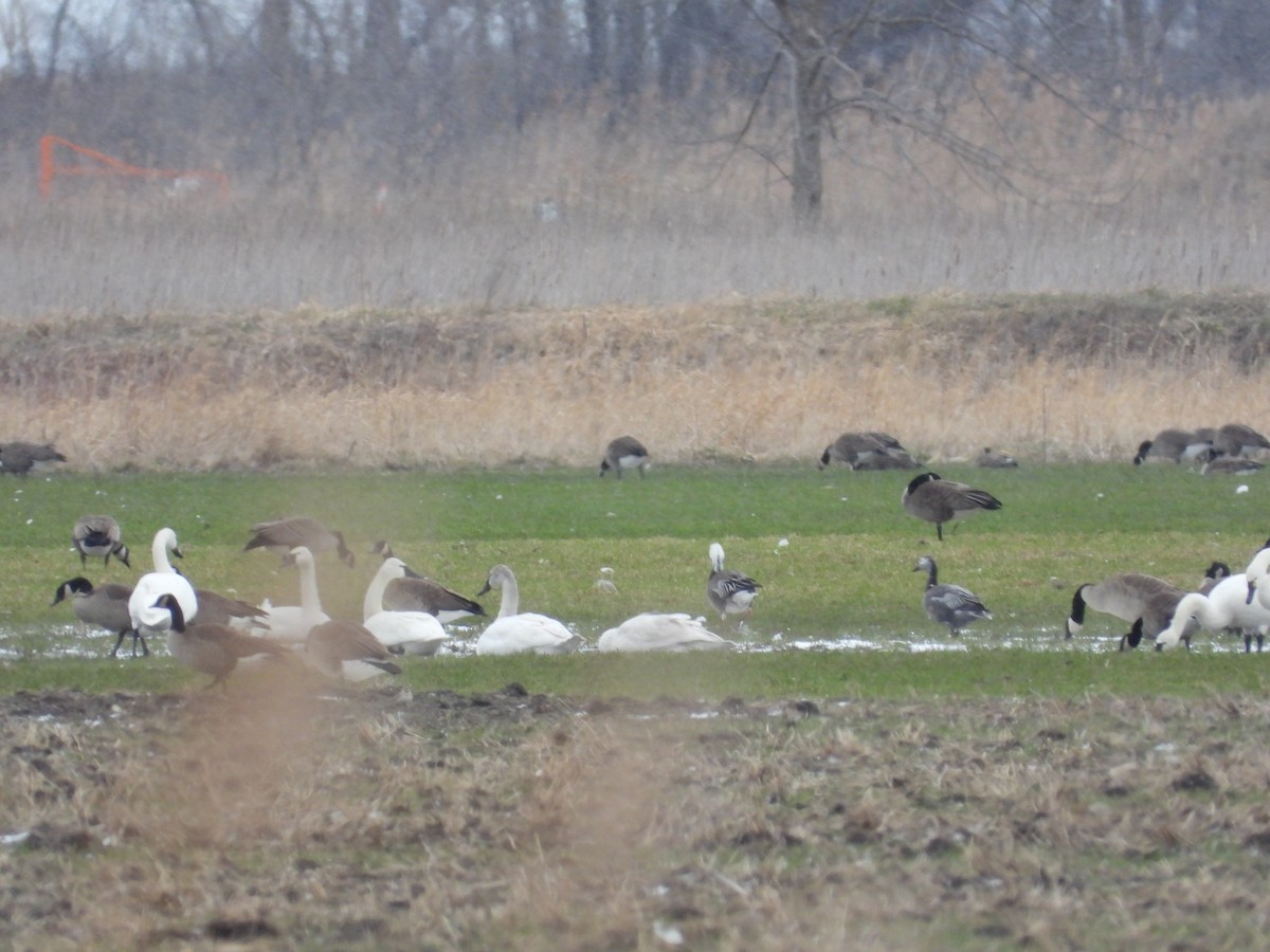 Snow Goose - ML616363543